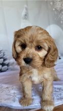 Cavapoo Puppies for adoption