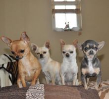 Charming Chihuahua Pups