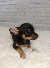 CKC Chihuahua Puppies