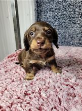 Dachshund Puppies available