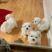 dy6u maltese puppies for adoption