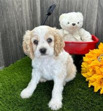 er Spaniel Puppies for Adoption