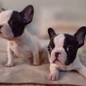 ert5y hyj KC quality French Bulldog Puppies for sale