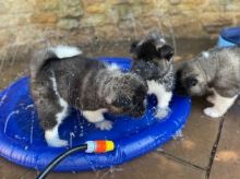 fertyuy Akita puppies for sale.