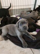 ferytj Gorgeous Cane Corso puppies available now.