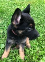 German Shepherd Puppies