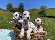 GHJUK Gorgeous Dalmatians Puppies - READY NOW