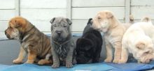 Healthy Wrinkled Shar Pei Puppies