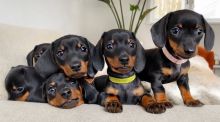 hyjyu Top Quality Dachshund Puppies