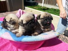 jhdhhdfb will train Pug puppies