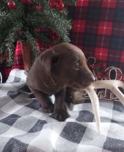 Labrador Retriever Puppies available for re homing