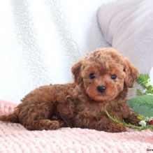 qwrtrg Toy Poodle pups For Sale