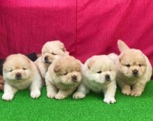 sderg Chow Chow puppies