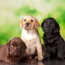 Sweet Labrador Retriever Puppies Available
