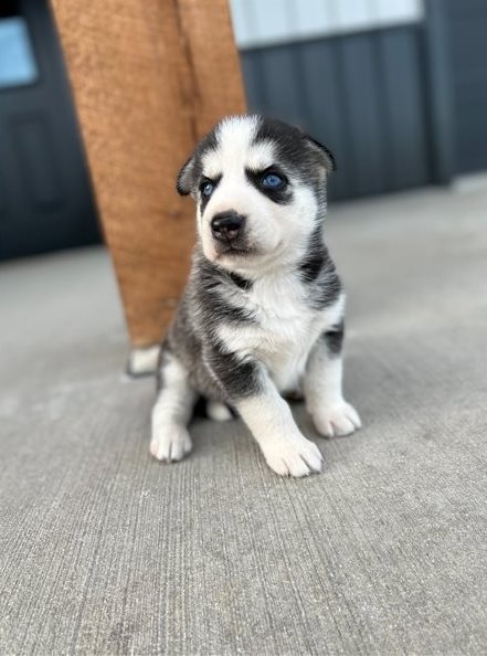 ASFERTRHB Purebred Siberian Huskies Puppies Image eClassifieds4u