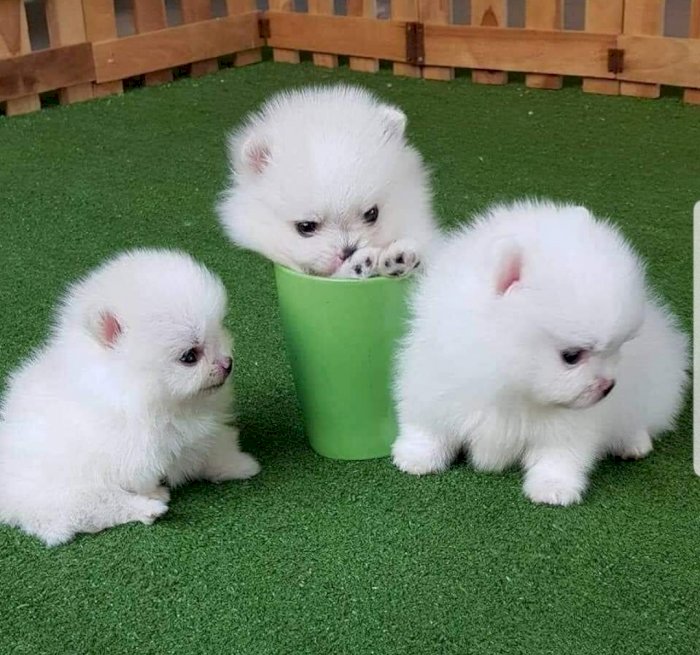 asfrtth FLUFFY POMERANIANS Image eClassifieds4u
