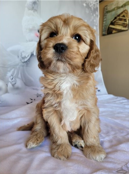 Cavapoo Puppies for adoption Image eClassifieds4u
