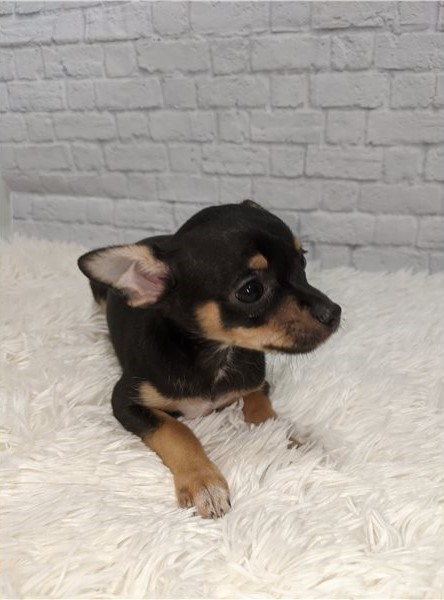 CKC Chihuahua Puppies Image eClassifieds4u