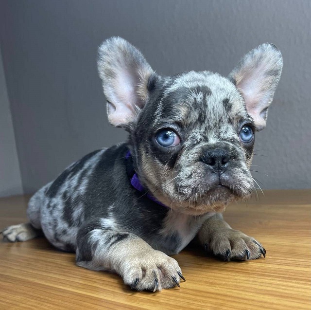 French Bulldog Puppies Image eClassifieds4u