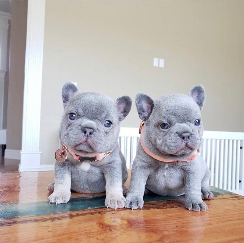 French Bulldog Puppies Image eClassifieds4u
