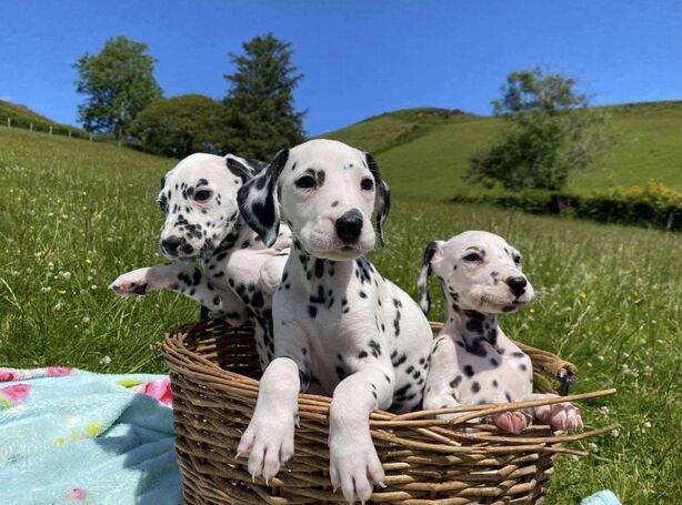 GHJUK Gorgeous Dalmatians Puppies - READY NOW Image eClassifieds4u