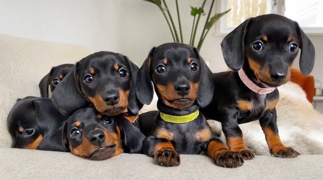 hyjyu Top Quality Dachshund Puppies Image eClassifieds4u