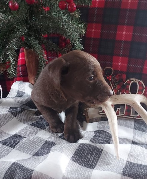 Labrador Retriever Puppies available for re homing Image eClassifieds4u