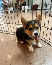 Affordable Pembroke Welsh Corgis Image eClassifieds4u 2