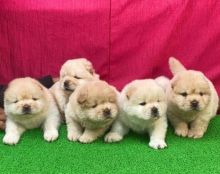 sderg Chow Chow puppies Image eClassifieds4U