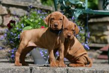 Vizsla Puppies Image eClassifieds4U