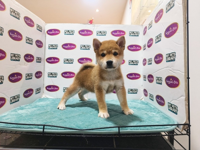 SFGJKU Super Shiba Inu Puppies Image eClassifieds4u
