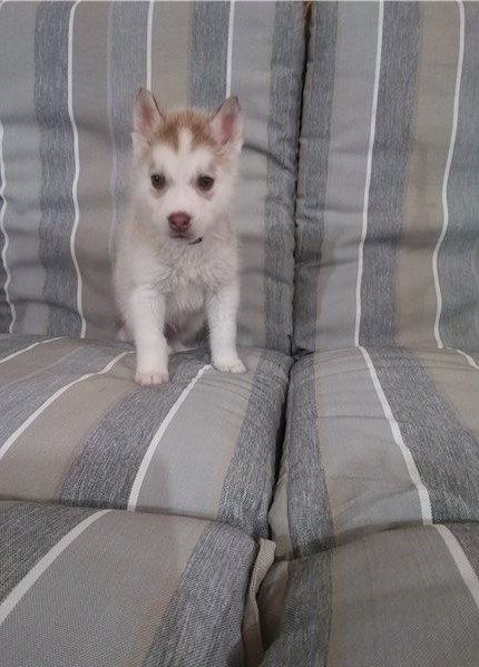 Siberian Husky Puppies Available Image eClassifieds4u