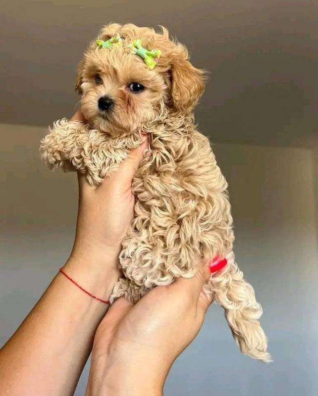 Smart Cute Toy Poodles Image eClassifieds4u