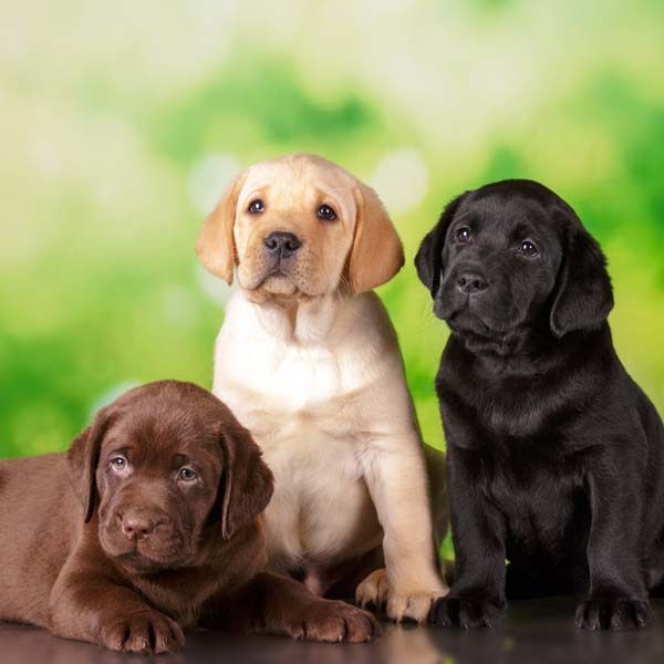 Sweet Labrador Retriever Puppies Available Image eClassifieds4u