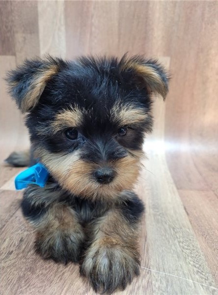 YORKSHIRE TERRIER PUPPIES Image eClassifieds4u