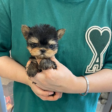 100% Pure Breed Parti Toy Yorkies puppies Image eClassifieds4u