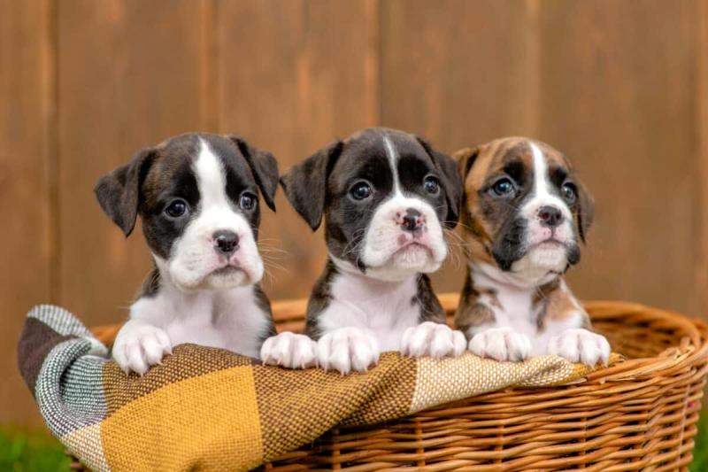 CKC reg. Siberian Husky puppies Image eClassifieds4u