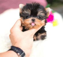 100% Pure Breed Parti Toy Yorkies puppies