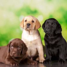 AKC Labrador Retriever Puppies