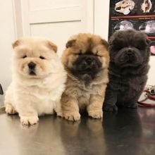 chow chow puppies ready