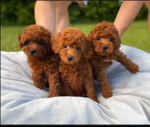 CKC Toy Poodle puppies for adoption