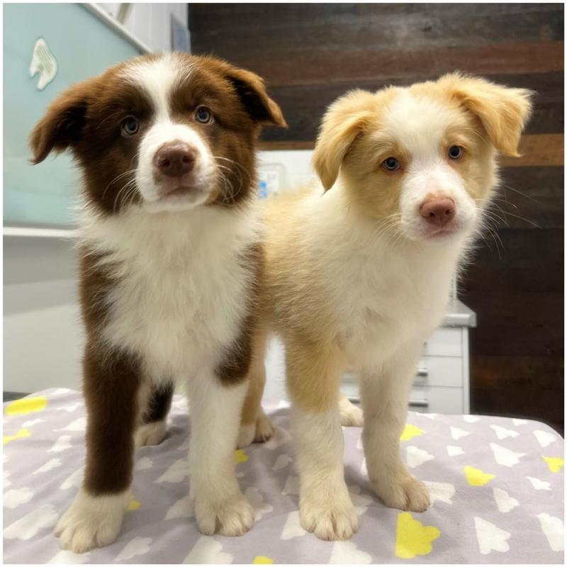 Adorable Border Collie Puppies For Sale!! Email cheyannefennell292@gmail.com or text (626)-655-3479 Image eClassifieds4u
