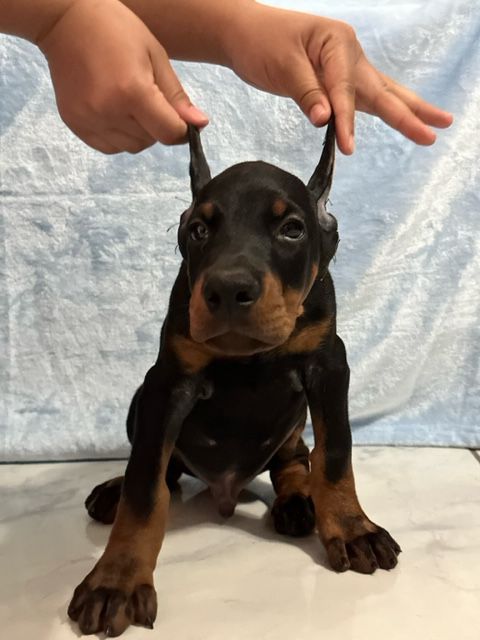 Amazing Goldendoodles Puppies Image eClassifieds4u