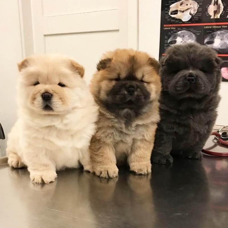 chow chow puppies ready Image eClassifieds4u