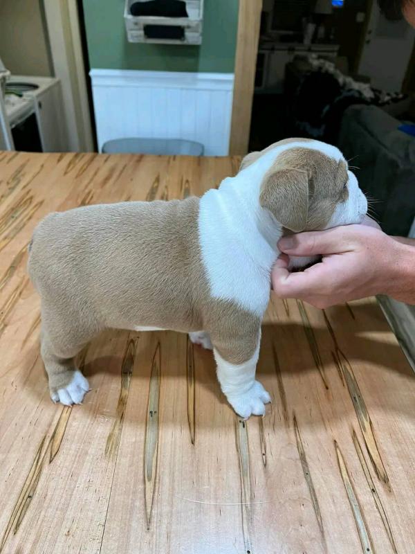 CKC English Bulldog puppies Image eClassifieds4u