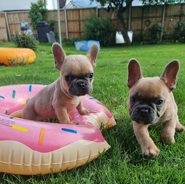 CKC french bulldog puppies Image eClassifieds4u