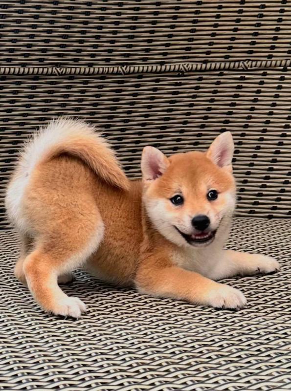 Lovely Shiba Inu Puppies available Image eClassifieds4u