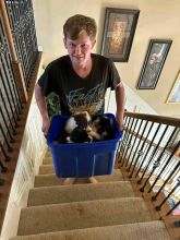 Adorable Border Collie Puppies For Sale!! Email cheyannefennell292@gmail.com or text (626)-655-3479 Image eClassifieds4u 1