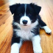 Adorable Border Collie Puppies For Sale!! Email cheyannefennell292@gmail.com or text (626)-655-3479 Image eClassifieds4u 3