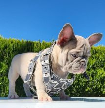 CKC English Bulldog puppies Image eClassifieds4u 2